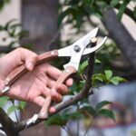 BUGUI 8” Wood Handle Garden Scissors, Set of 2, Includes Bypass Pruning Shears and Long Straight Tip Clippers, Premium Gardening Tools with Precision-Ground SK-5 Steel Blade - Image 5