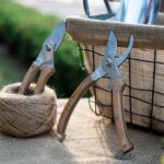 BUGUI 8” Wood Handle Garden Scissors, Set of 2, Includes Bypass Pruning Shears and Long Straight Tip Clippers, Premium Gardening Tools with Precision-Ground SK-5 Steel Blade - Image 7